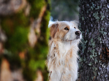 荷蘭斯牟雄德犬高清寵物狗攝影圖片