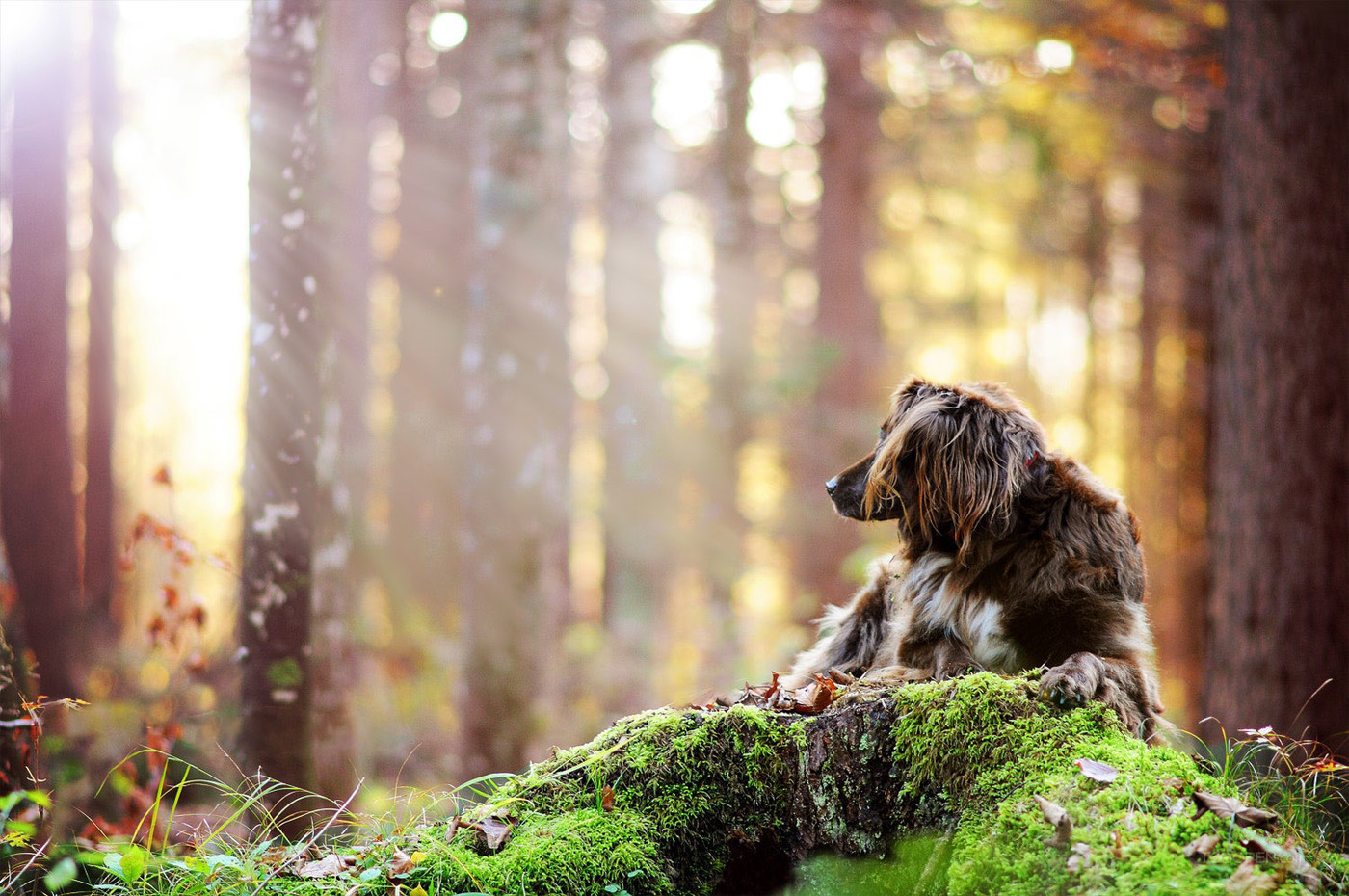 高清国外树林中的宠物狗摄影作品欣赏
