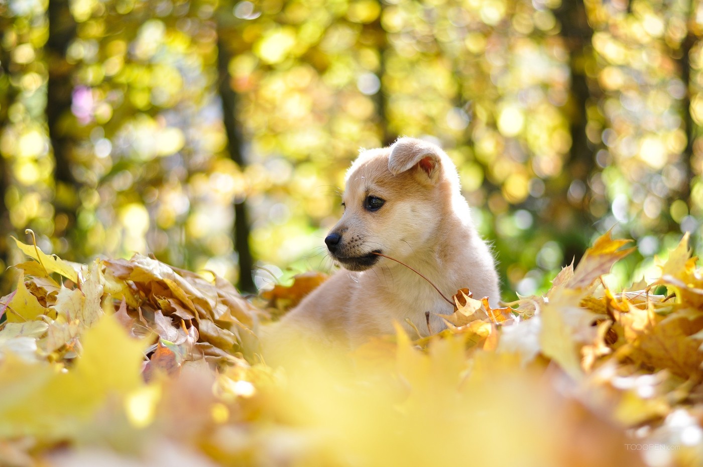 高清国外树林中的宠物狗摄影作品欣赏-04