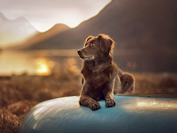 国外优秀的宠物狗摄影图片切萨皮克海湾寻回犬狗狗图片