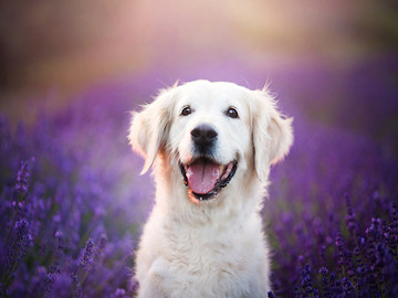 超可爱薰衣草花丛中的白色狗狗宠物摄影图片