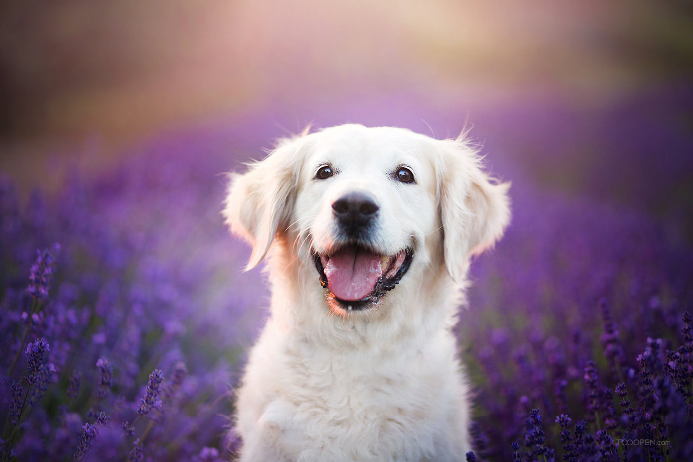超可爱薰衣草花丛中的白色狗狗宠物摄影图片-01