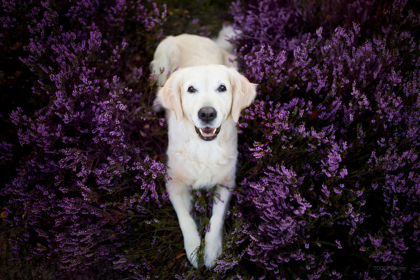 超可爱薰衣草花丛中的白色狗狗宠物摄影图片-02