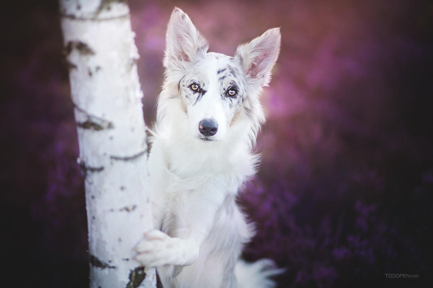 超可爱薰衣草花丛中的白色狗狗宠物摄影图片-03