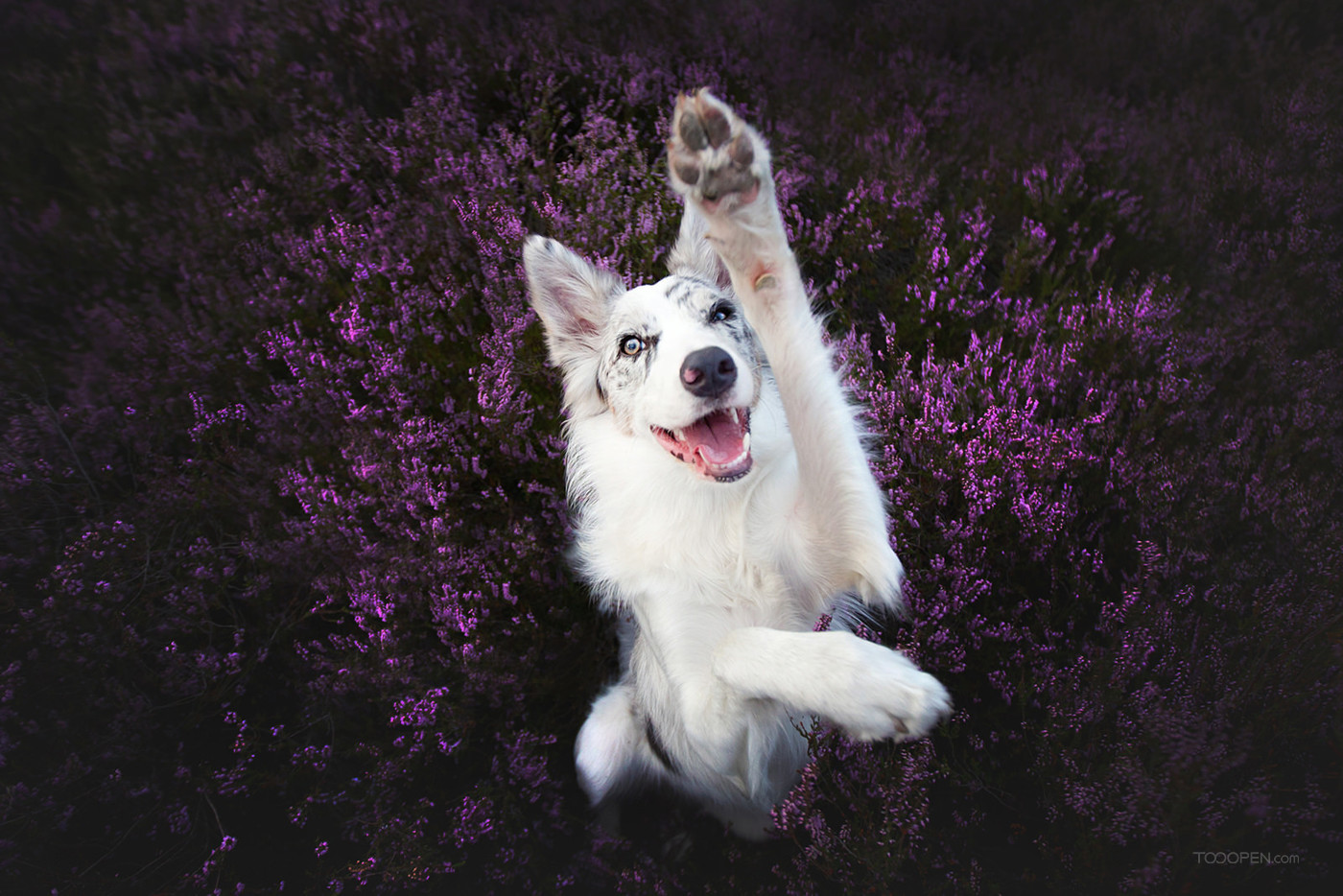 超可爱薰衣草花丛中的白色狗狗宠物摄影图片-04
