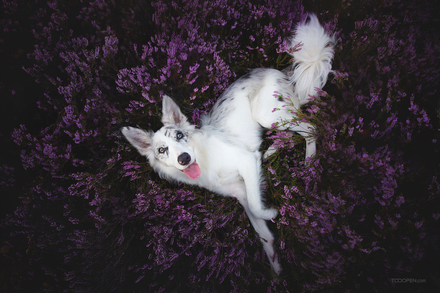 超可爱薰衣草花丛中的白色狗狗宠物摄影图片-05