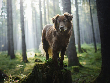 一组国外优秀的宠物狗摄影作品欣赏萨皮克海湾寻回犬狗狗摄影