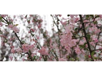 樱花摄影花卉背景素材风景植物图片