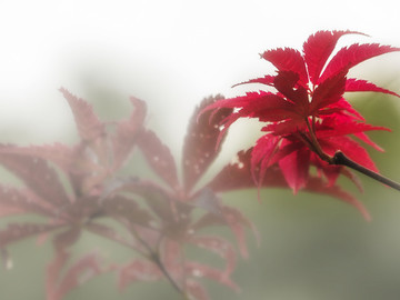 枫叶 红叶 植物  摄影
