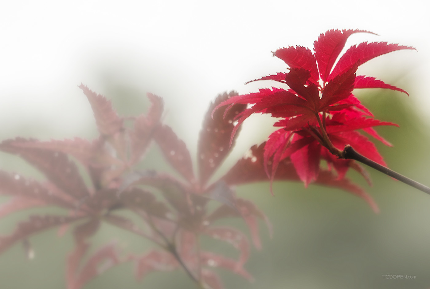 枫叶 红叶 植物  摄影-01