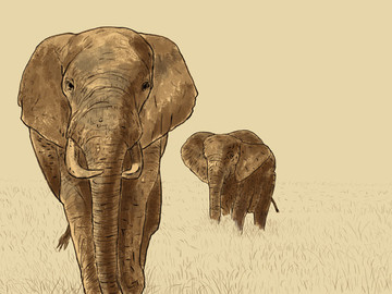 大象 动物 手绘动物 手绘大象 大象插画 小象 非洲象