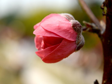 戶外初春的桃花帶來清爽的氣息