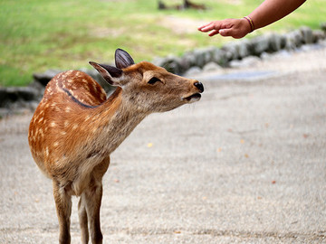奈良公園可愛的梅花鹿