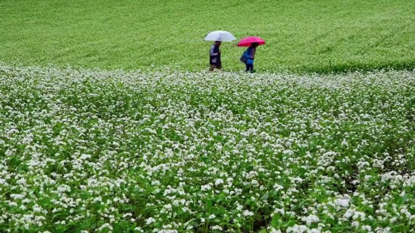 風(fēng)景 踏青 田野風(fēng)光-01