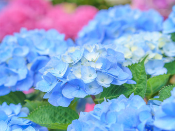 夏天里开满了蓝色绣球花