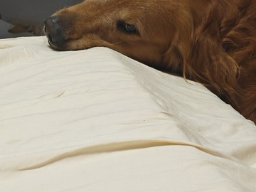80斤的大金毛慵懒躺在床上