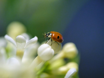瓢虫坐在美丽的丁香花上。低光背景