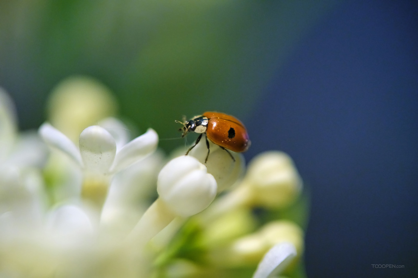 瓢虫坐在美丽的丁香花上。低光背景-01