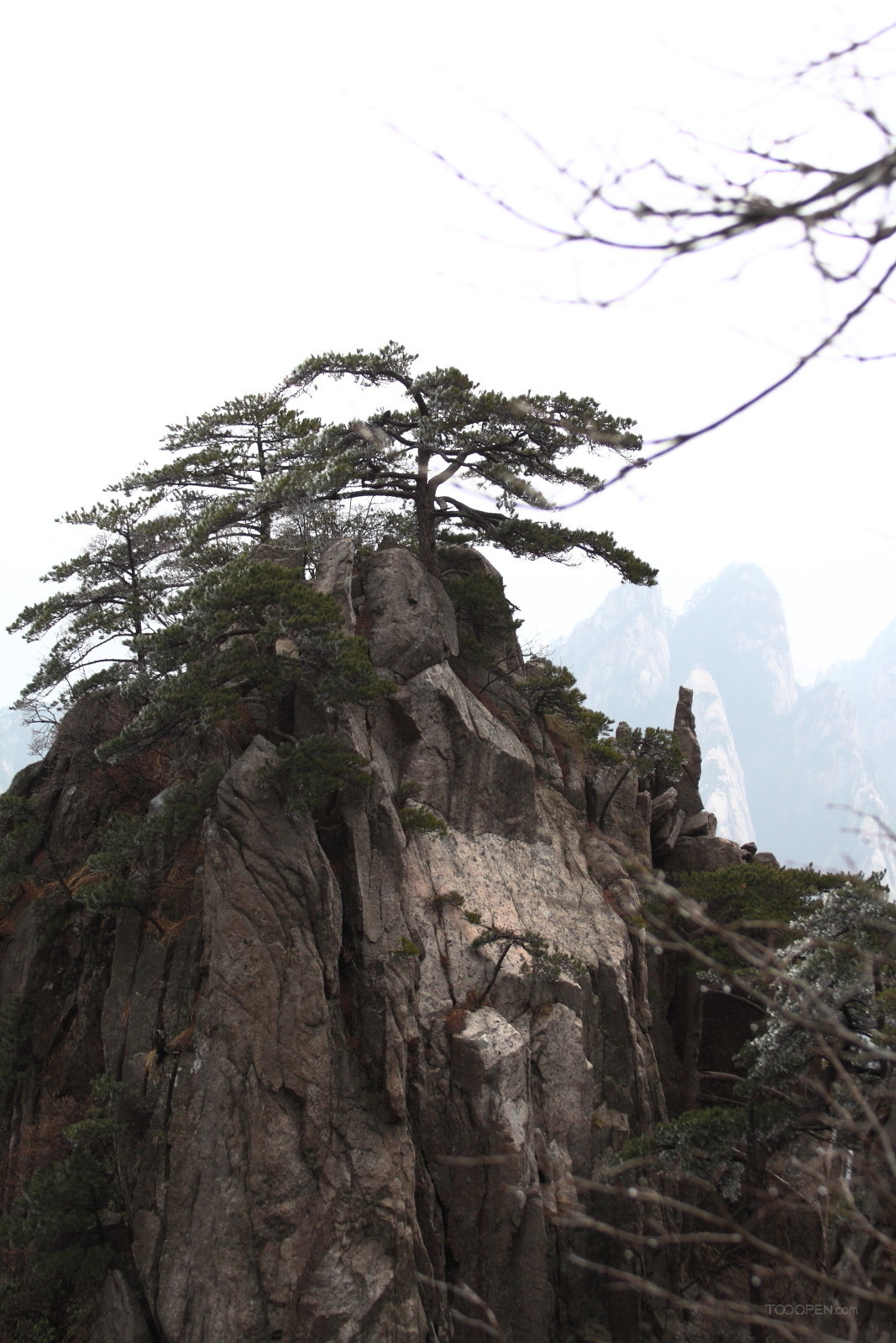 安徽黃山奇松風(fēng)景圖片-02