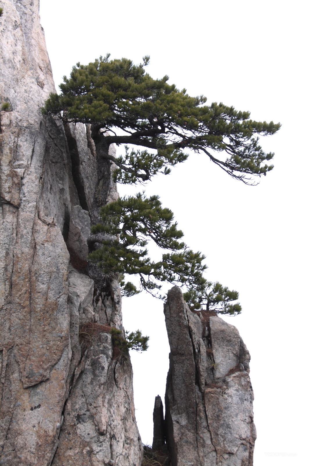 安徽黄山奇松风景图片-11