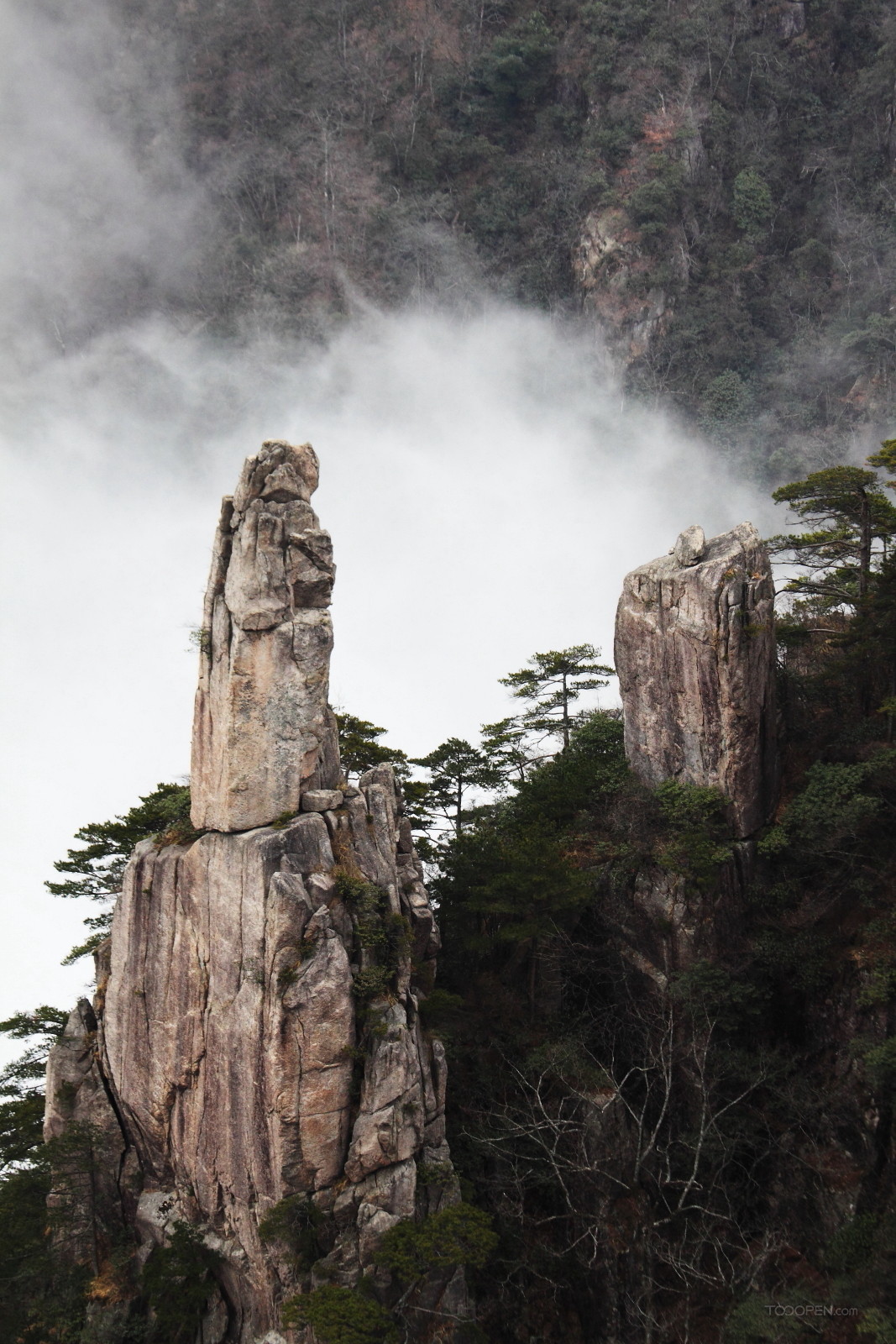 安徽黄山奇松风景图片-14