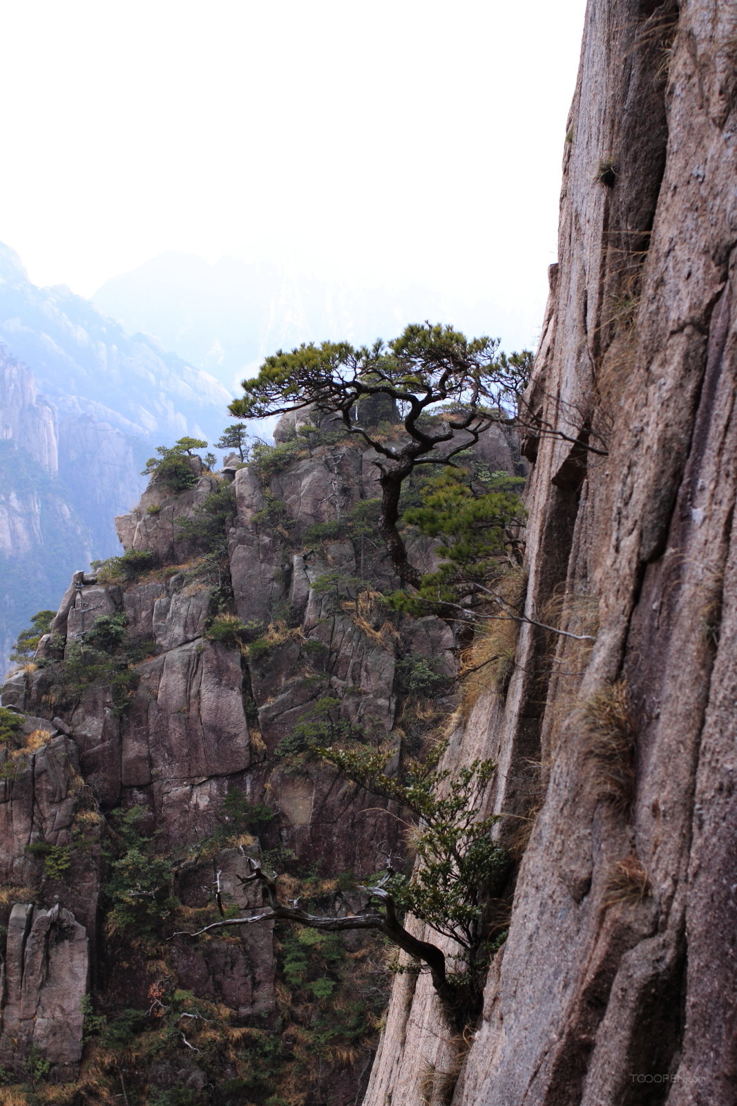 安徽黄山奇松风景图片-16