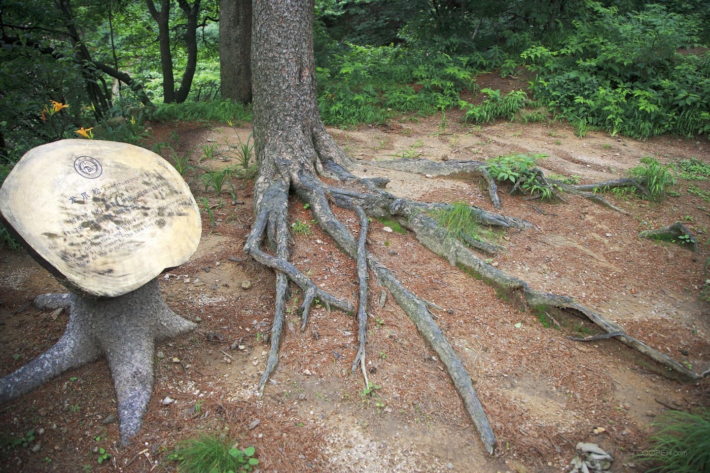 安徽黄山风景区摄影图片-30