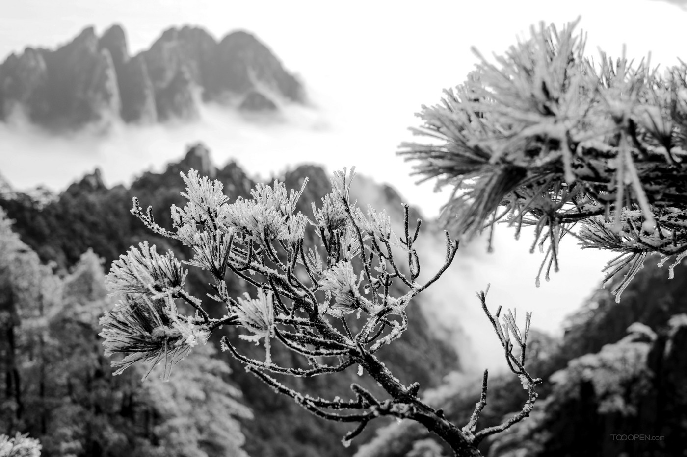 安徽黄山雪景树挂图片-02