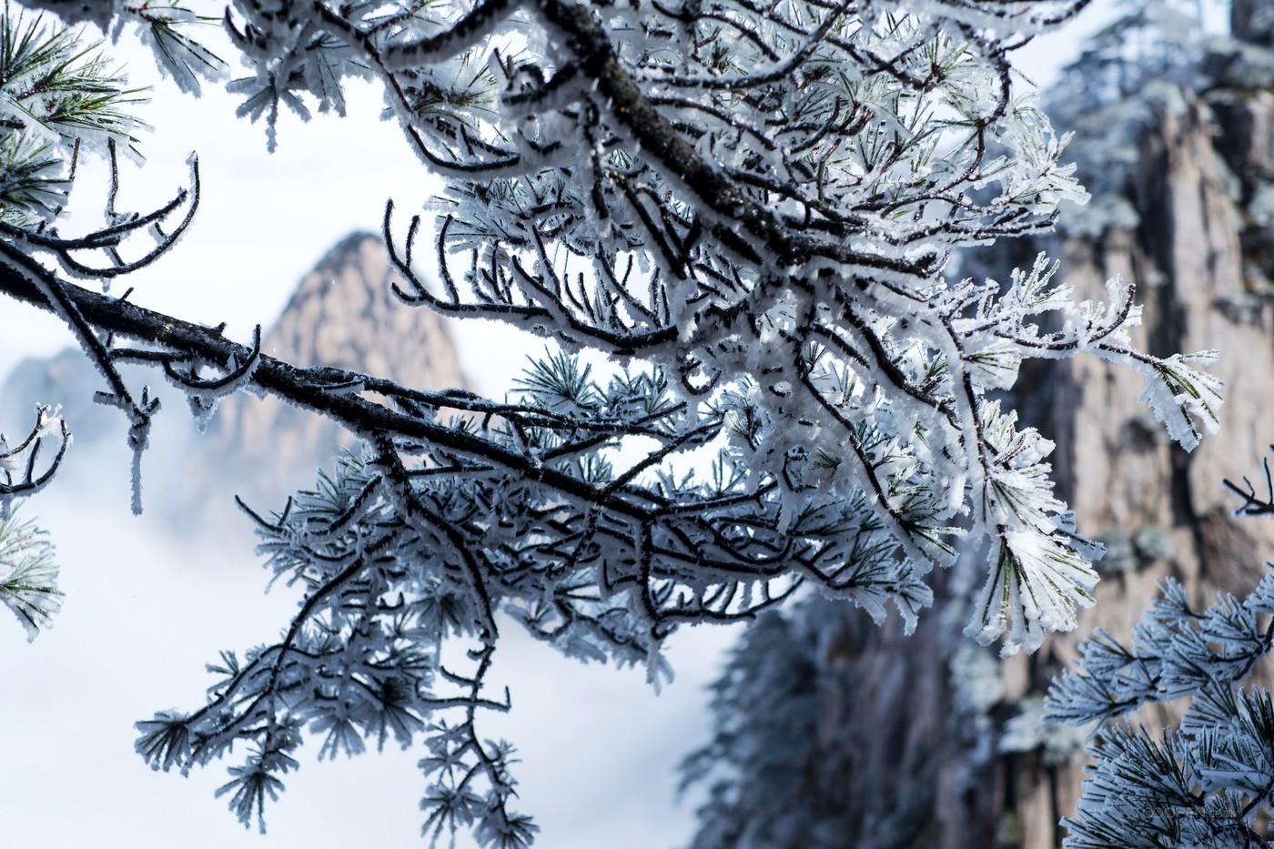 安徽黄山雪景树挂图片-05