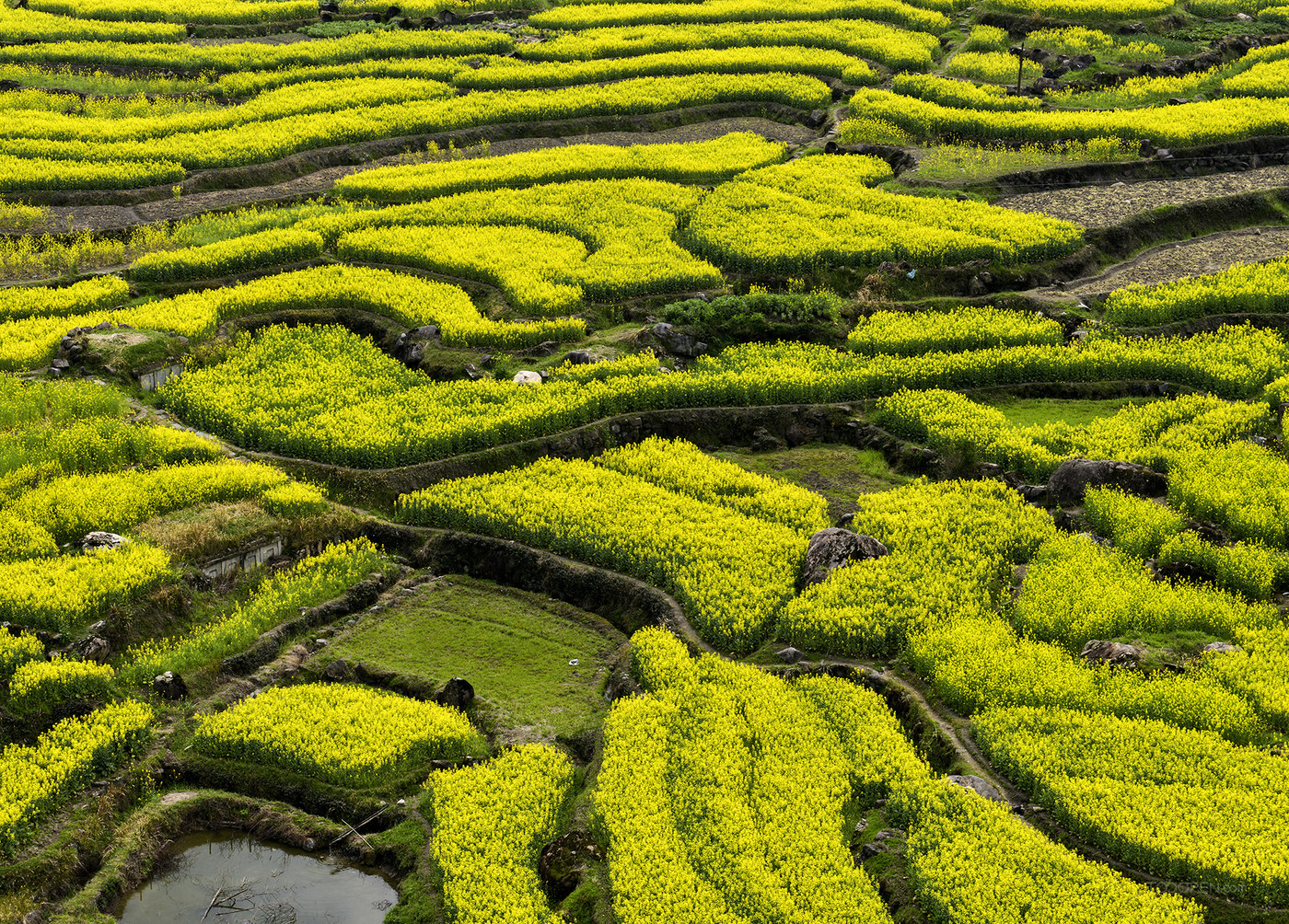 安徽绩溪家朋油菜花风景图片-03