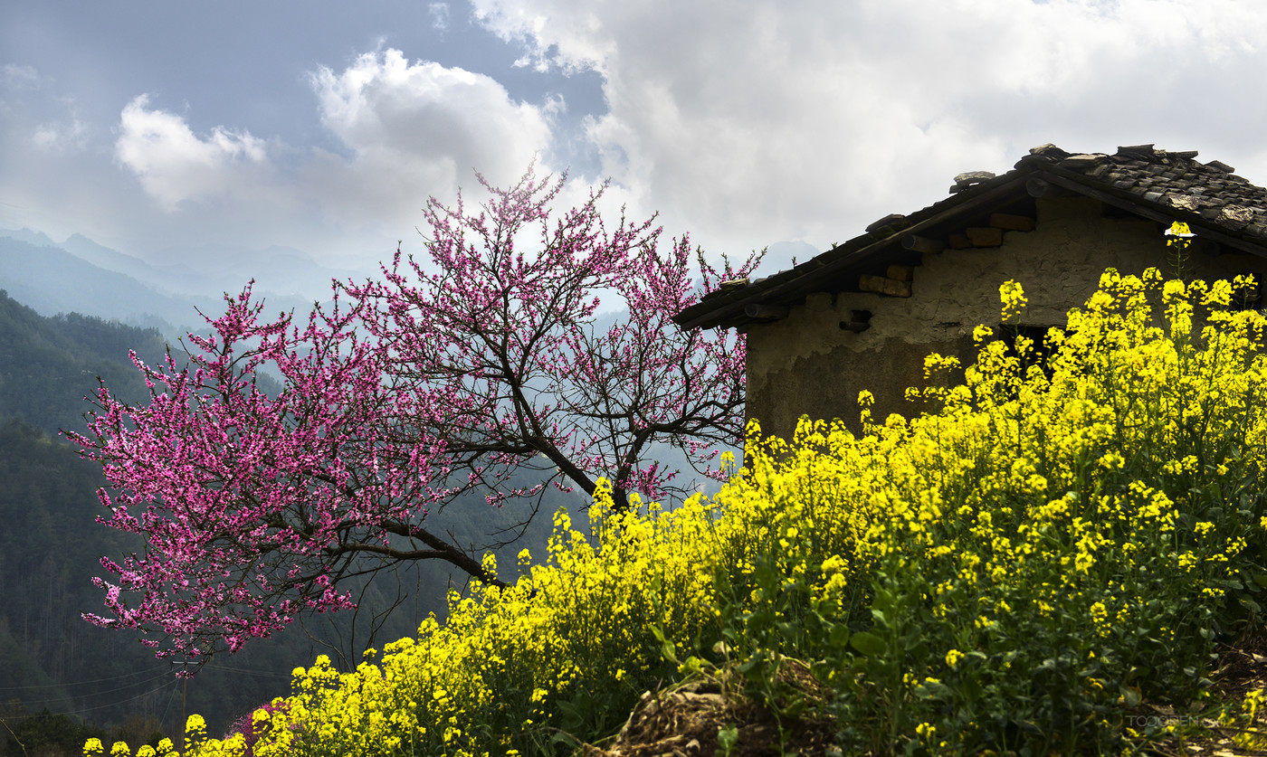 安徽绩溪家朋油菜花风景图片-08