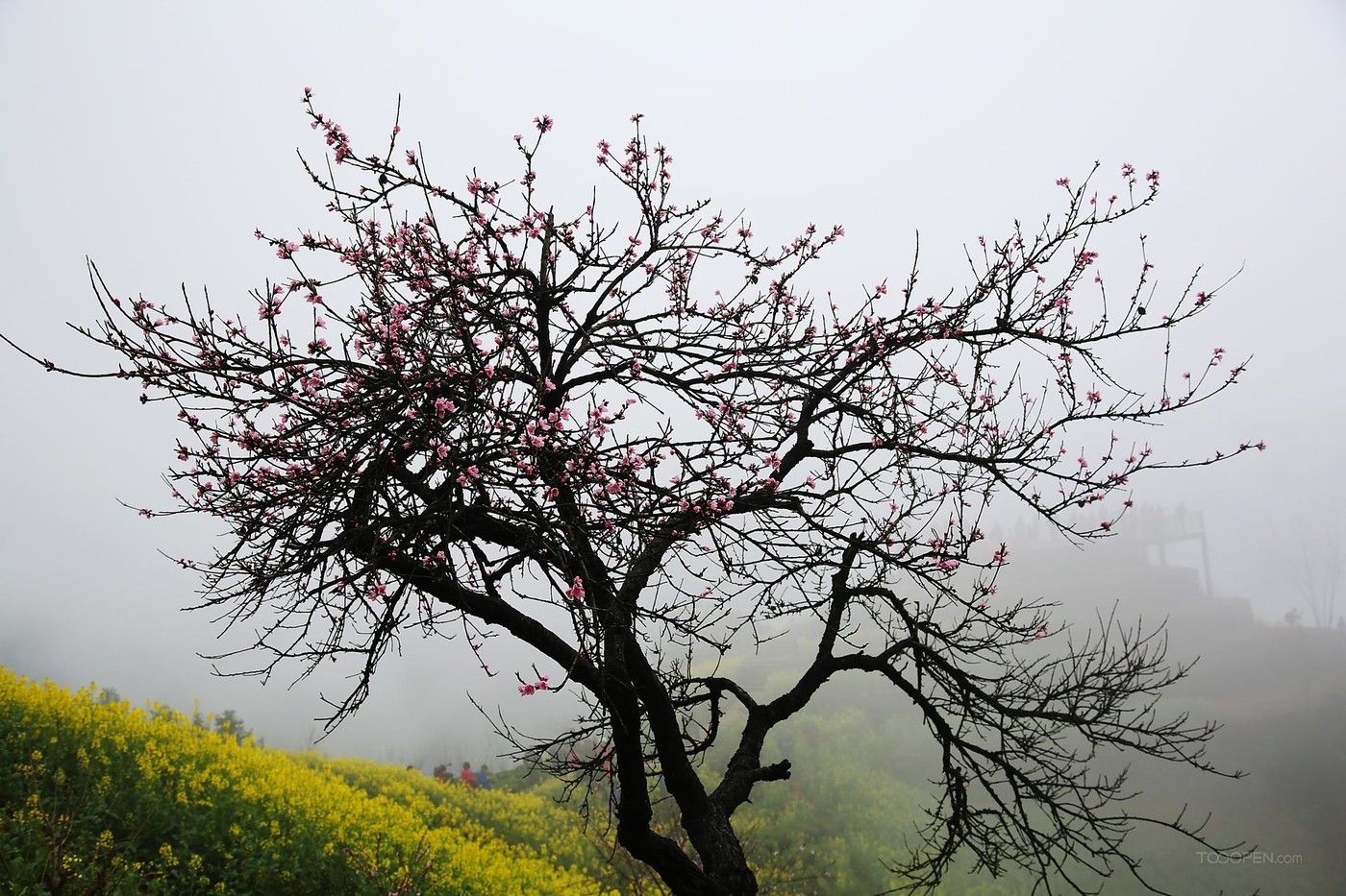 安徽石潭油菜花风景图片-01