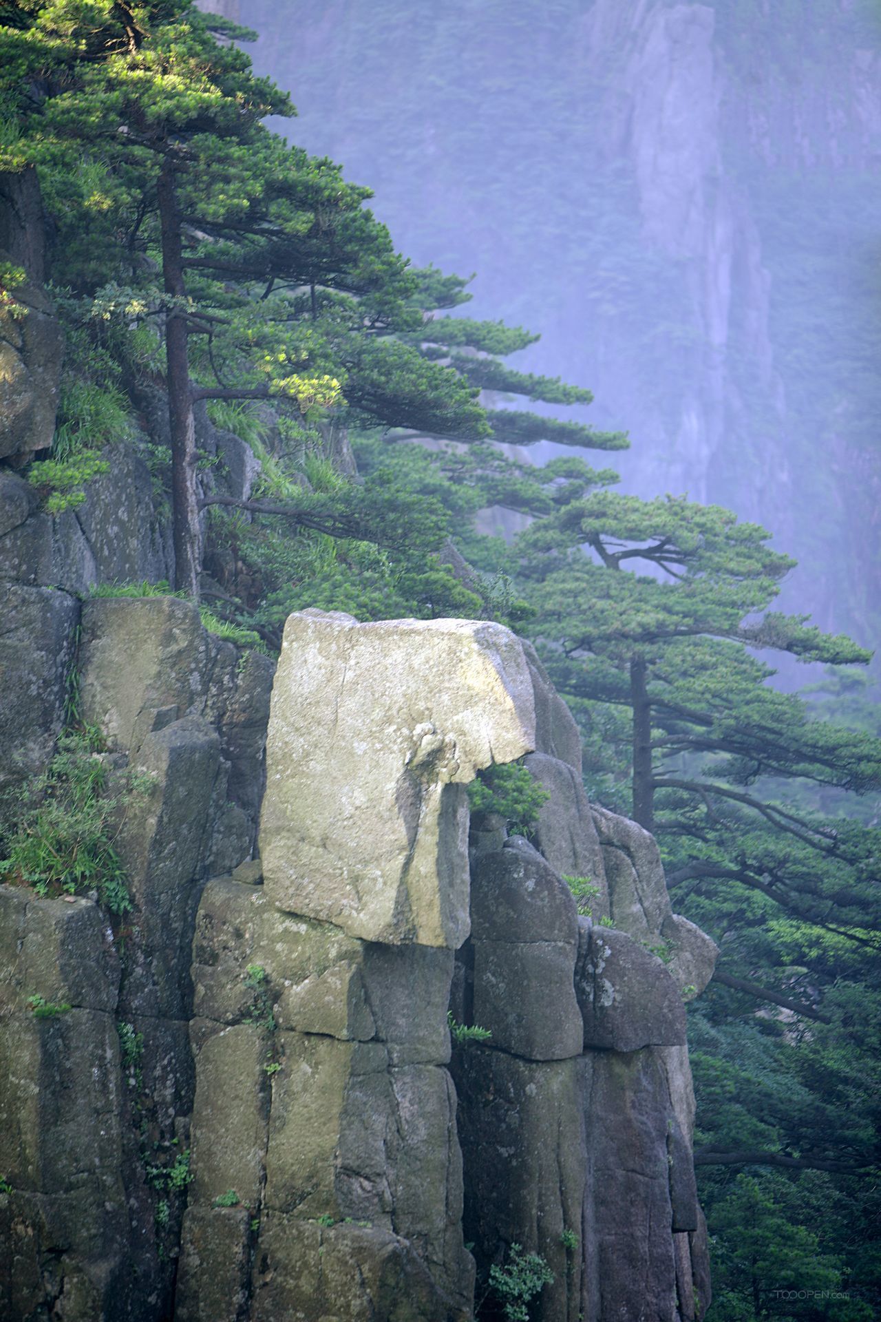 安徽黃山奇松攝影圖片-11