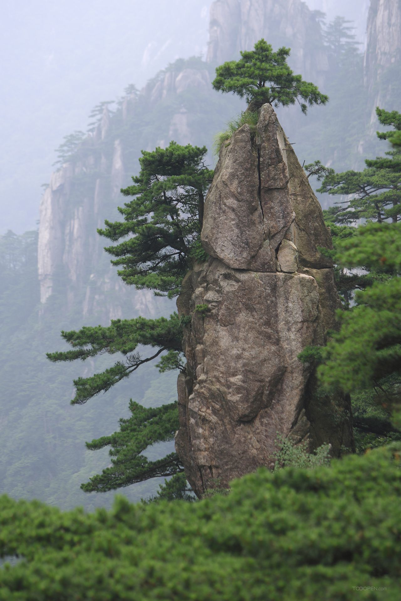 安徽黄山奇松摄影图片-15