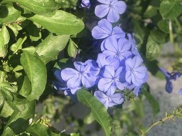 歲月靜好，鮮花常開，生活處處都有美好