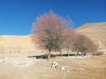 風(fēng)景高原樹，高原西藏風(fēng)景樹