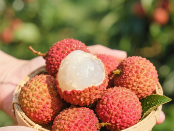 新鲜现摘荔枝创意摄影高清美图