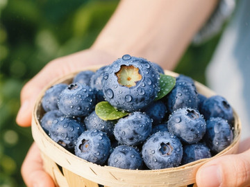 新鲜现摘蓝莓创意摄影高清美图