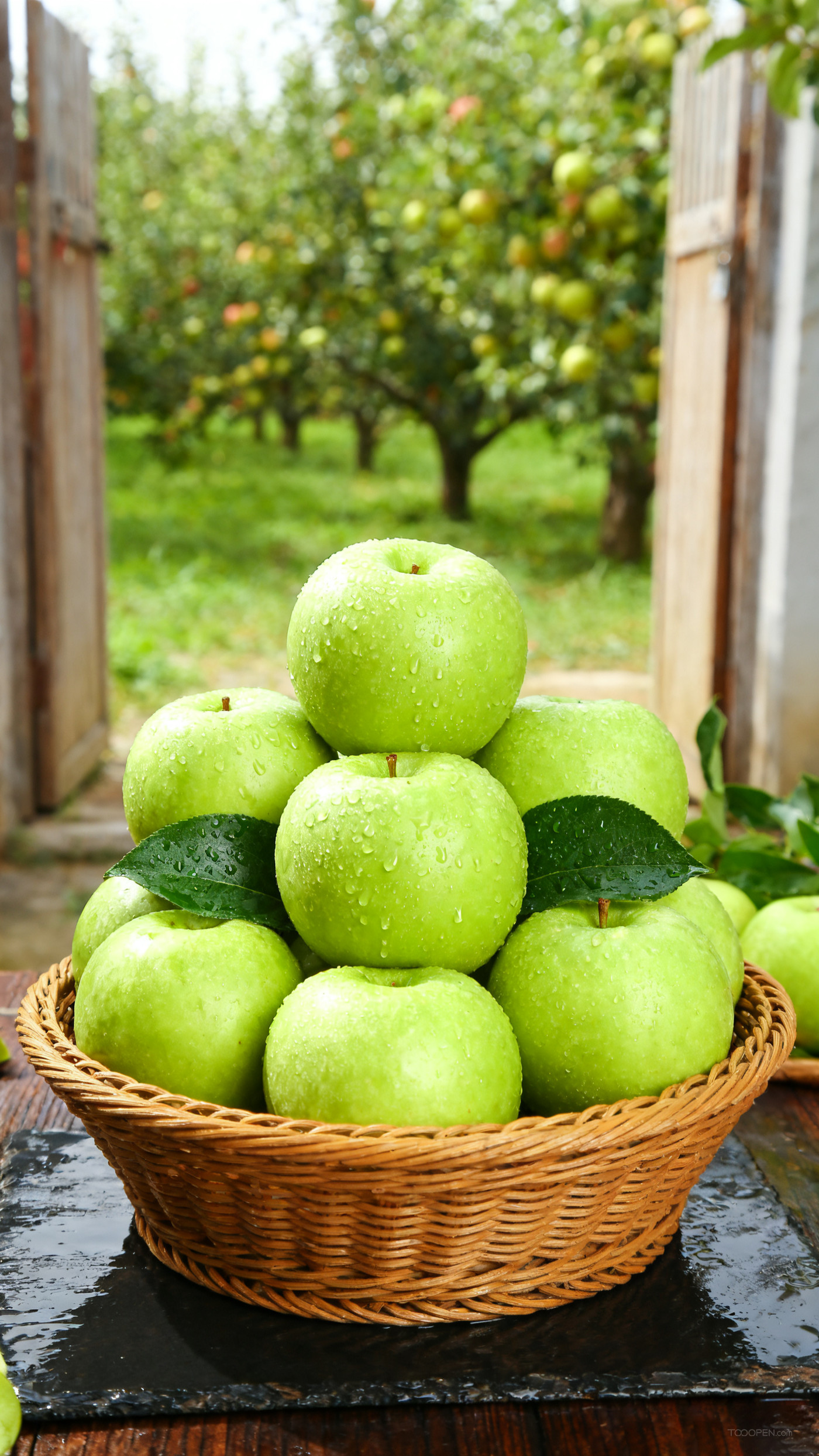 新鲜现摘青苹果创意摄影高清美图-02