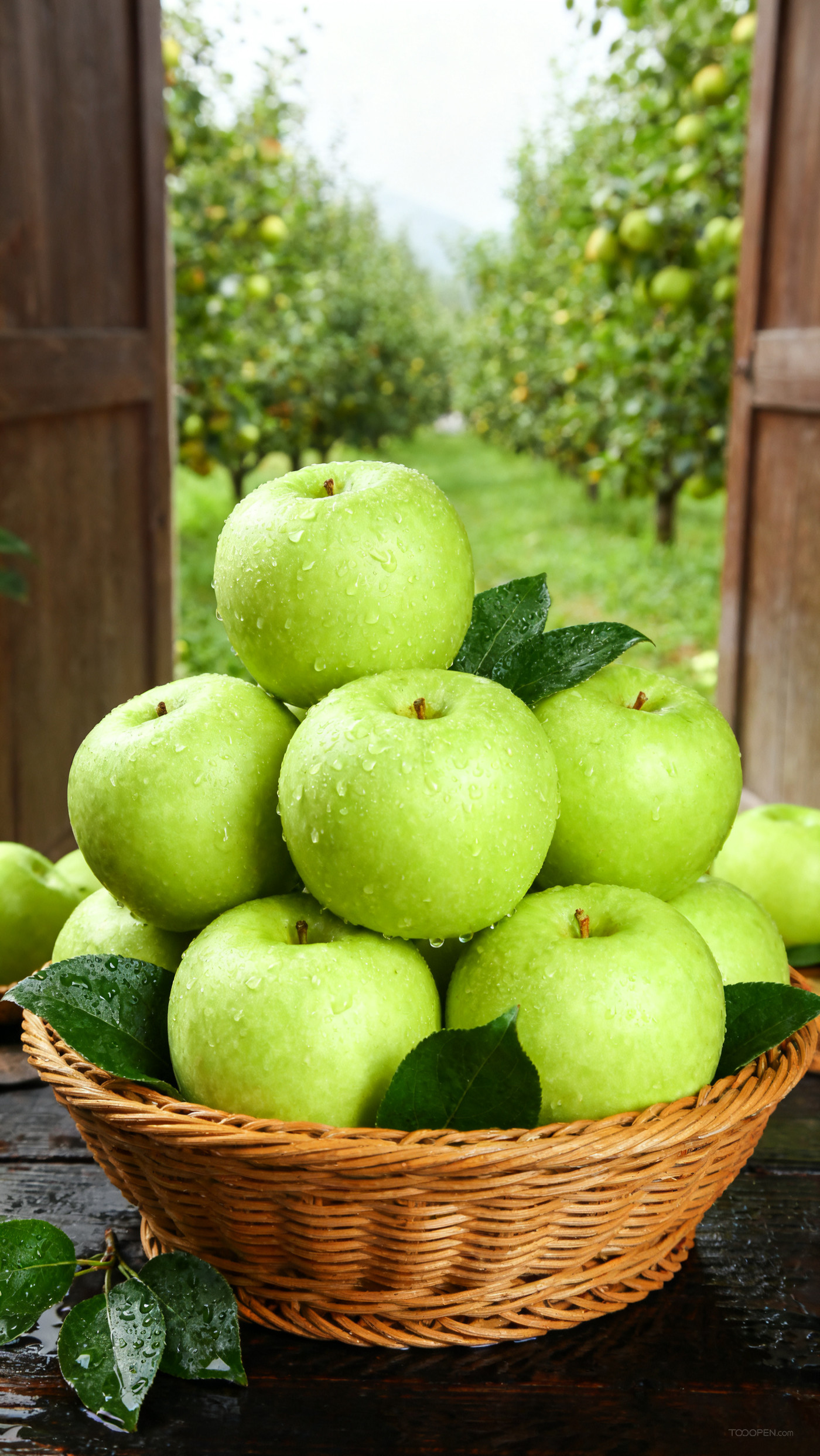 新鲜现摘青苹果创意摄影高清美图-04