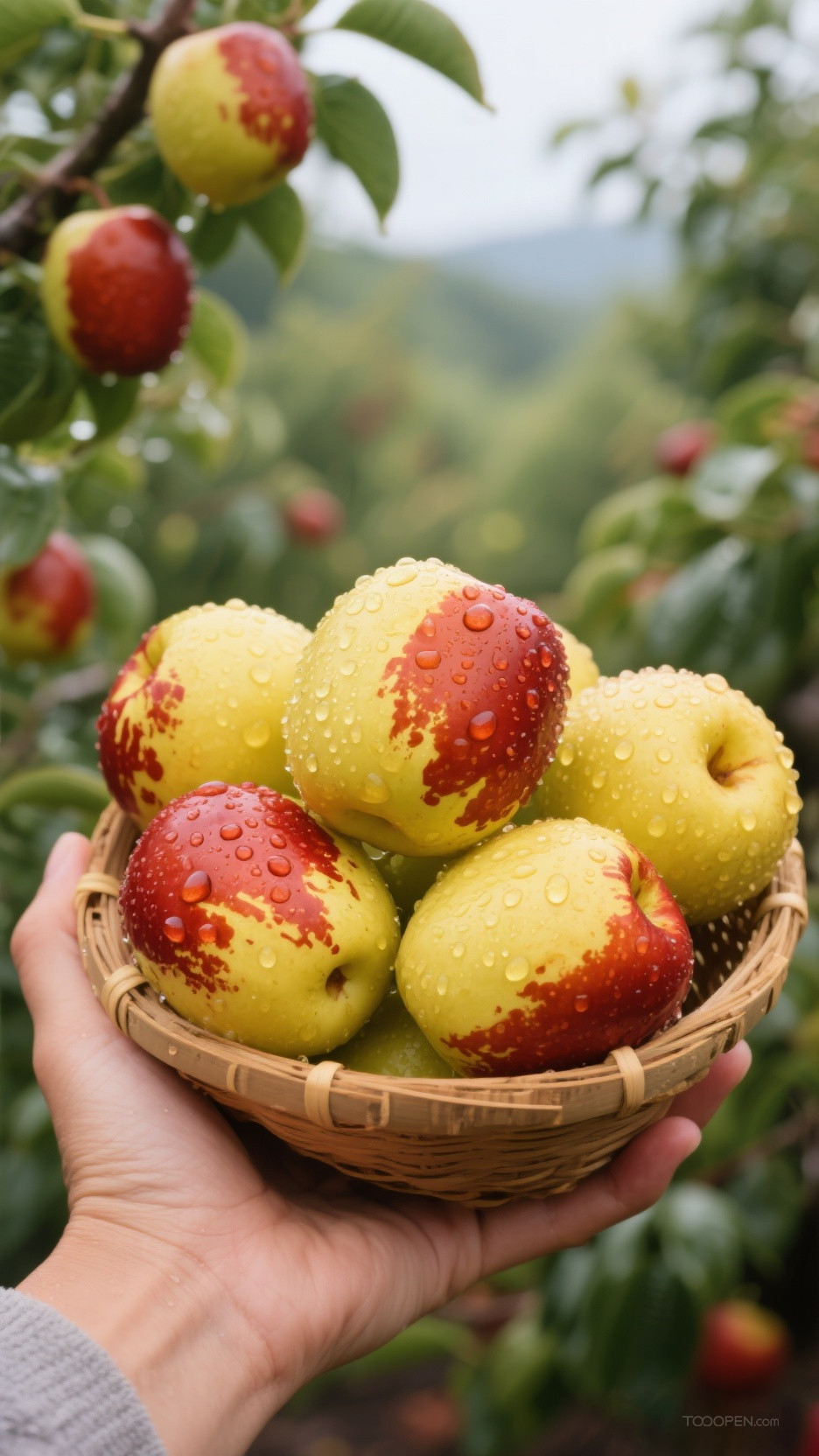 新鲜现摘冬枣创意摄影高清美图-02