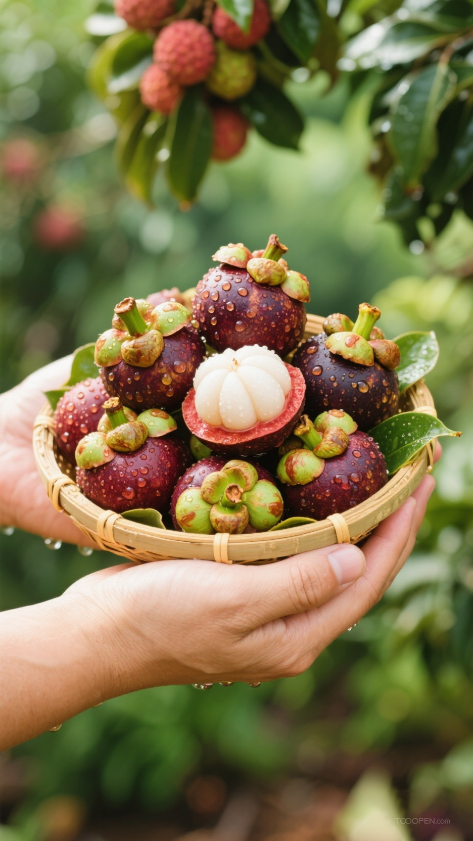 新鲜现摘山竹创意摄影高清美图-05