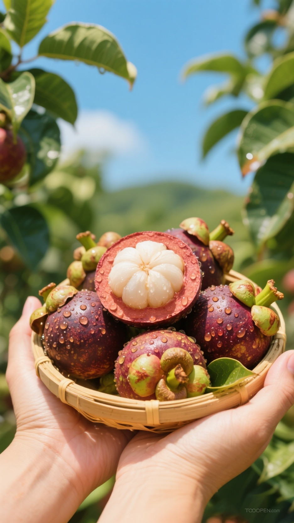 新鲜现摘山竹创意摄影高清美图-06