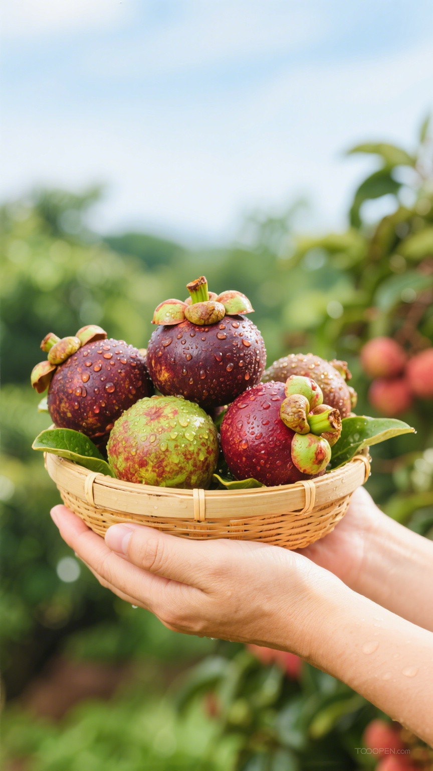 新鲜现摘山竹创意摄影高清美图-10