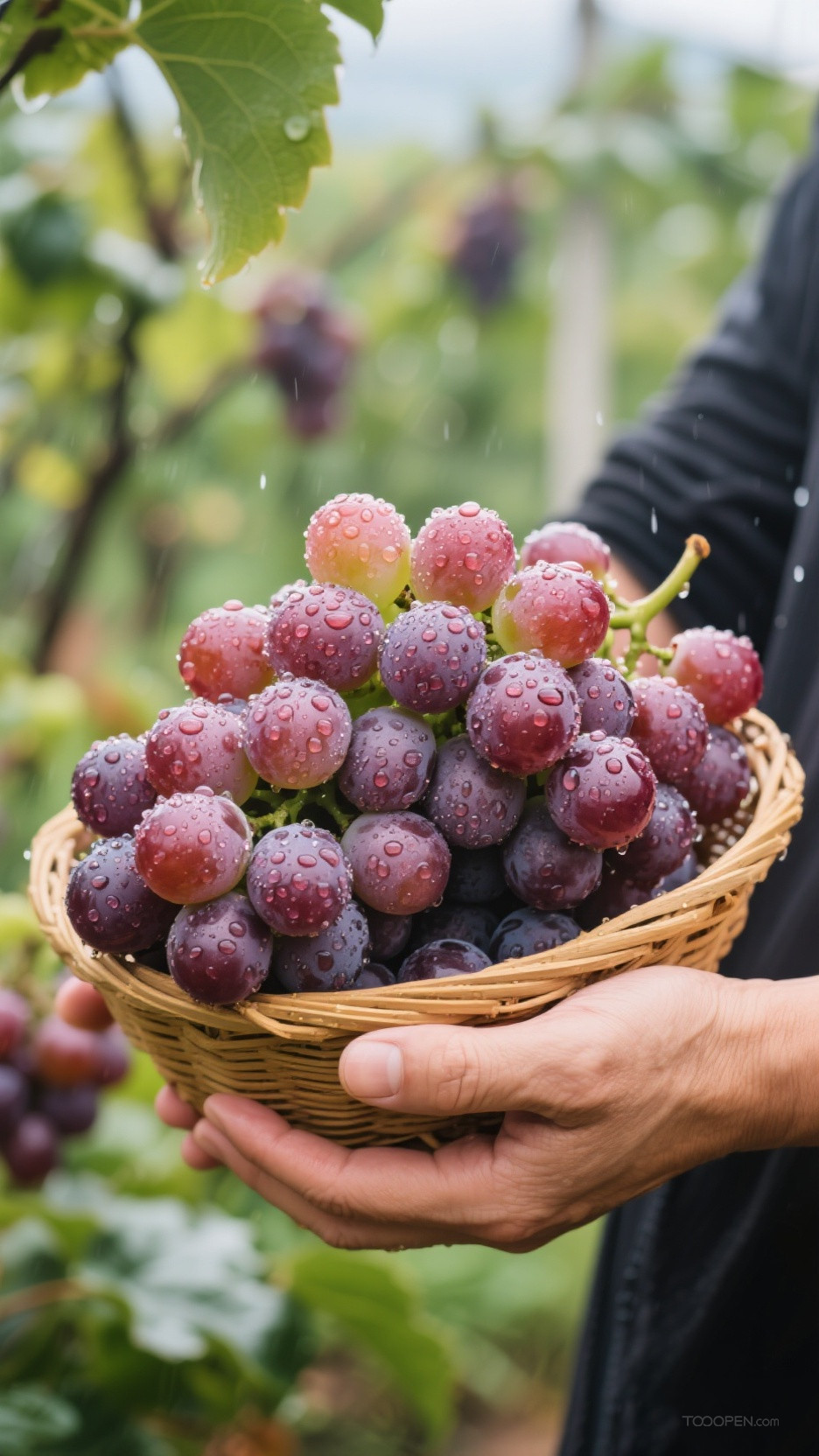 新鲜现摘葡萄创意摄影高清美图-01