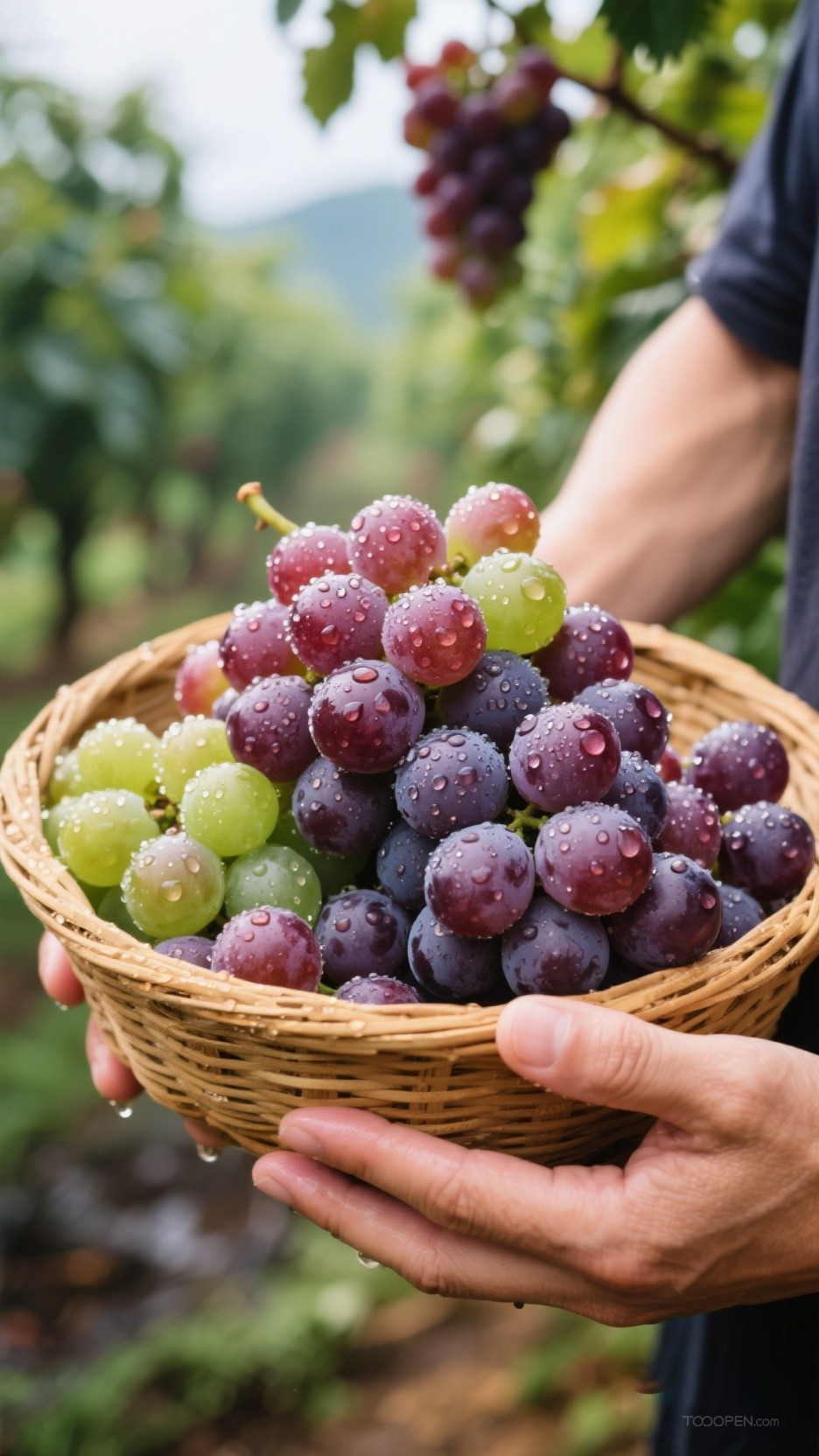 新鲜现摘葡萄创意摄影高清美图-02