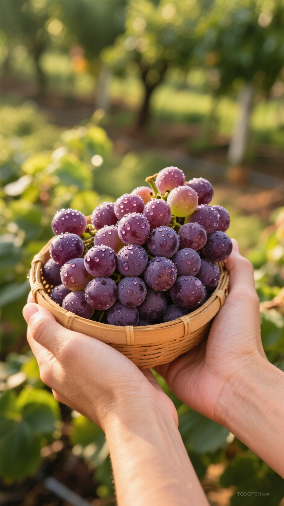 新鲜现摘葡萄创意摄影高清美图-03