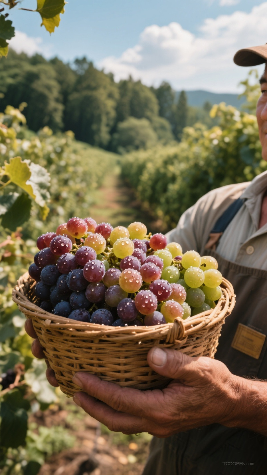 新鲜现摘葡萄创意摄影高清美图-04