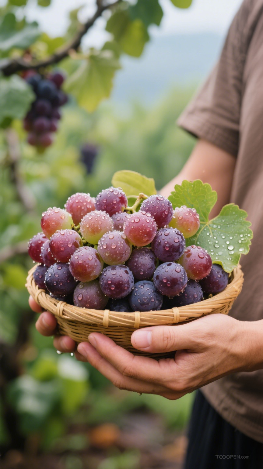 新鲜现摘葡萄创意摄影高清美图-07