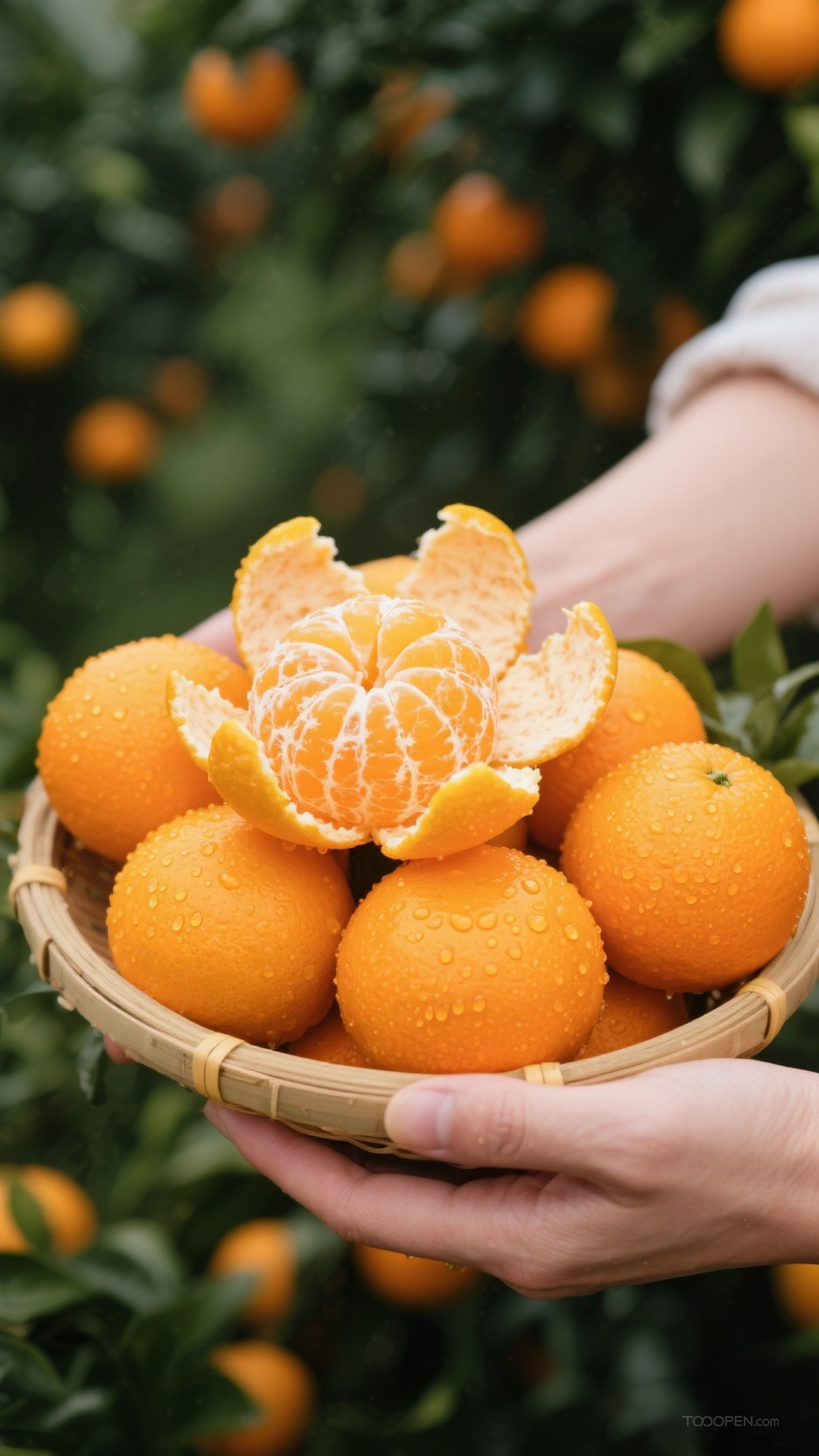 新鲜现摘橘子创意摄影高清美图-11